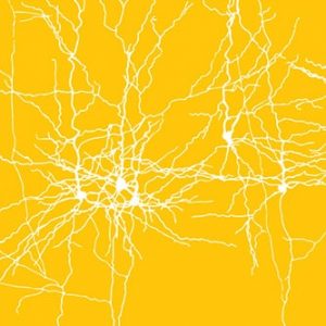 Watching the brain compute and tracing its wires: new methods to solve old riddles