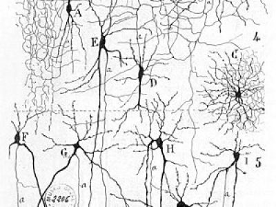 Santiago_Ramon_y_Cajal